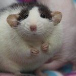 난쟁아 보고<b>시퍼</b>
