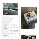 [강아지] 안락사 위기에 놓인 강아지의 새 주인을 찾습니다.