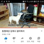 [강아지] 레오맘과 <b>동행</b>