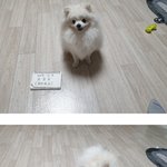 강아지 분양이 유료판매였냐?