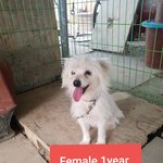 [강아지] <b>빈집</b>에서 구조된 어미와 새끼들