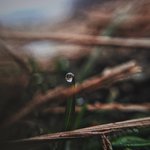 판정화겸 내가 찍은 <b>이슬</b>사진 보구 가