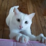 [댓글부탁해] 나 <b>울</b><b>집</b> 고양이 자랑할랭