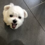 [강아지] 저희 집 댕댕이 구꼬미 보고 <b>가세</b>욥!!