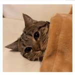 에이<b>블리</b>랑 브랜디 중에 뭐 깔까