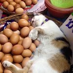 [모두드루와] 시장 <b>특징</b>...
