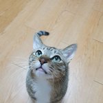 [TXT모아] 이야오옹~~~<b>야옹</b>