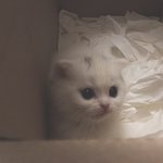 [고양이] 나도 고양이 보여주고 싶어 !