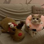 [고양이] 3탄! 상하이에서 온 개냥이 감자(<b>ft</b>.중성화 그후.....