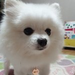 [댓글부탁해] 우리집 <b>착한</b> 갱쥐 써니 볼랭?!
