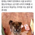 [모두드루와] <b>복실</b>이래 ㅠㅠㅠㅠㅠㅠ