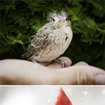 <b>새들</b>의 애송이적 시절 모음