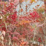 요즘 레드<b>색상</b>이 좋다