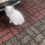 우리 학교 고양이 예쁘지 않냐