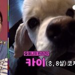 카이는 이사실을 알까