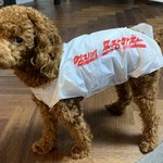 [강아지] 우리 갱얼쥐 꼬까옷! <b>셀프</b>로 만들었어요~
