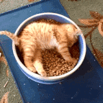 [댓글부탁해] 삼얄<b>라면vs</b> 안성탕면