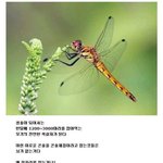 잠자리를 절대 잡으면 안되는 이유ㄷㄷㄷ