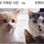 대학교 임시톡방이 왜 ㅈ<b>목질</b>이야?