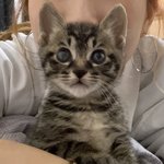 [고양이] 아기고양이 <b>몽이</b> 보고가세요 두번째