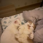 못난이 냥이 마루