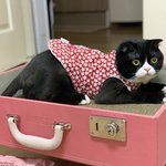 [고양이] 나도 고양이 보여주고 싶어 ! 2탄