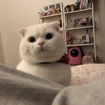 [고양이] 나도 고양이 <b>보여</b>주고 싶어 ! 3탄