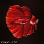 예술 작품 연상케하는 '<b>베타</b>'