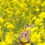 내가 볼 땐 토끼도 <b>요물</b>이야