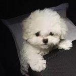 [19] 개빡치네 <b>삼촌</b>ㅅ끼