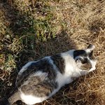 [고양이] 길고양이 등에 빨간<b>자국</b> 담배빵인가요????