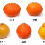 [모두드루와] 다양한 귤의 <b>종류</b>