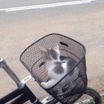 [댓글부탁해] 고양이에 <b>환장</b>하는 연예인 누구 있냐
