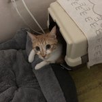 [고양이] <b>치즈</b>보세요