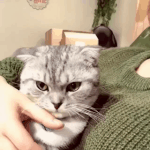 [댓글부탁해] 이 귀여운 <b>cat</b>을 보십시오