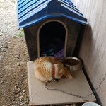[강아지] 추정나이 10살이상..버려진 삶