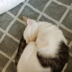 [이것좀봐줘] 팔베개하고 자는 고양이
