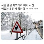 <b>사슴</b>이 출몰한대 ㄷㄷ