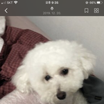 [드루와] 울집개 셀프<b>미영</b>해줫는데 바보같아??