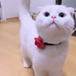 [고양이] 나도 고양이 <b>보여</b>주고 싶어 ! 4탄