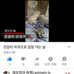 [강아지] 파보를 이겨낸 건강이 이야기