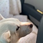 [모두드루와] <b>파양</b>되어 돌아온 강아지ㅠㅠ