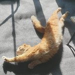 [고양이] 개냥이 나리-1