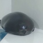 [댓글부탁해] 내기준 어장이냐 어장아니냐 결정적특징