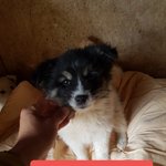 [강아지] 한두달 <b>임보처</b>가 되어주세요