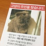 아픈 고양이 버리지 마세요.
