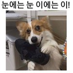 댕댕이의 <b>만행</b>, 그리고...