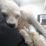 우리 강아지 어떡해...?
