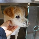 [강아지] 노견 <b>포포</b>