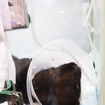 (실시간 내용추가) 이 아이가 왜 제 아이일까요...[<b>동물</b>사랑방...